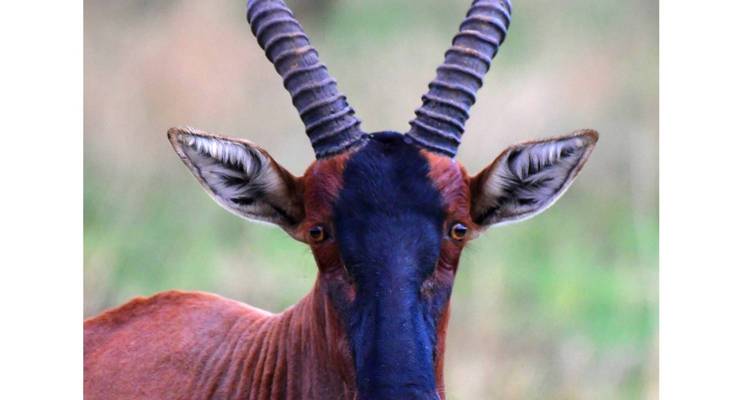 7-Day Tanzania Classic Safari - Kilimanjaro Wonders Expedition Safari 1