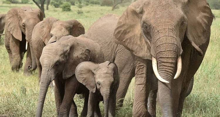 5-Day Serengeti, Ngorongoro & Manyara Safari - Kilimanjaro Wonders Expedition Safari 1