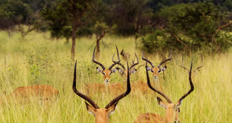 2 Day Akagera National Park - Rwanda Eco Company and Safaris  1