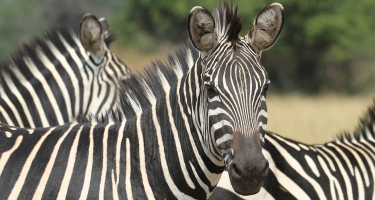 2 Day Akagera National Park - Rwanda Eco Company and Safaris  2