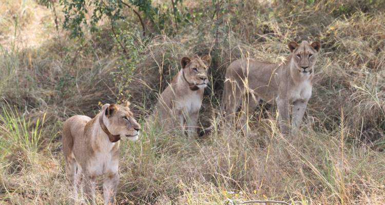 2 Day Akagera National Park - Rwanda Eco Company and Safaris  3