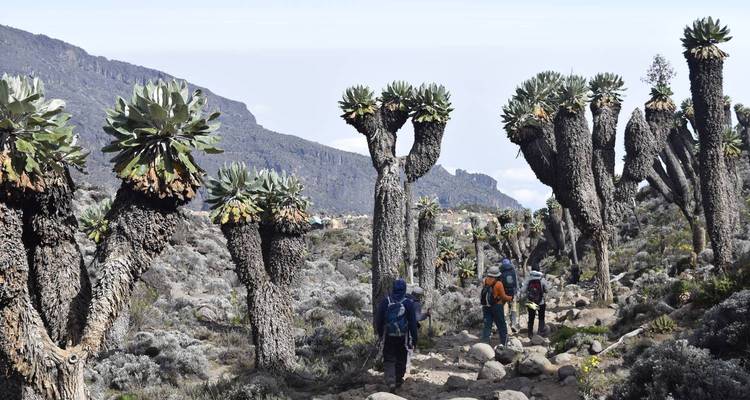 8 días de ascenso al Kilimanjaro por la Ruta Machame - Kilimanjaro Wonders Expedition Safari 1