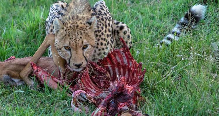 Gepard frisst Beute im grünen Gras.