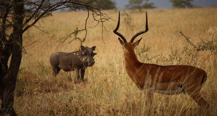 Excursiones Cortas de 5 Días por la Vida Salvaje - Kilimanjaro Wonders Expedition Safari 3