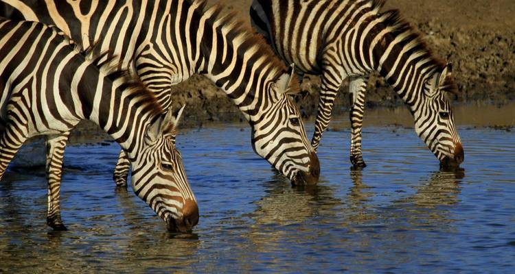 Recorridos de 2 días - Kilimanjaro Wonders Expedition Safari 4