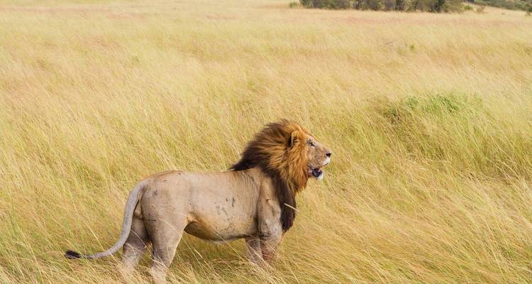 2 días en la naturaleza: Safari por el Circuito Norte - Kilimanjaro Wonders Expedition Safari 1