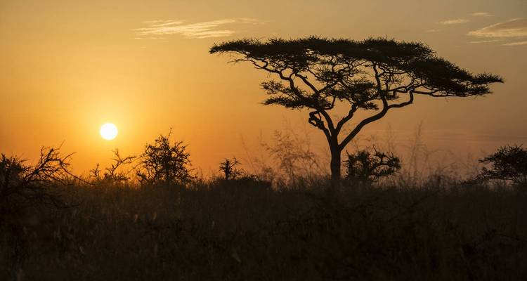 Sonnenuntergang über der afrikanischen Savanne mit einer Baumsilhouette.