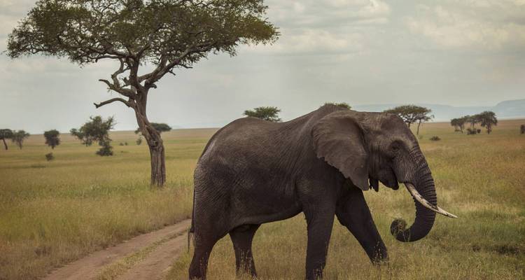Elefant, der auf einer unbefestigten Straße mit Bäumen ringsum geht.