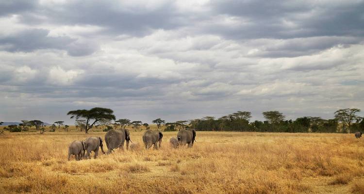 Geluxe de 10 días: Tanzania: Senderismo en chimpancé y safari por el Serengeti - Kilimanjaro Wonders Expedition Safari 3