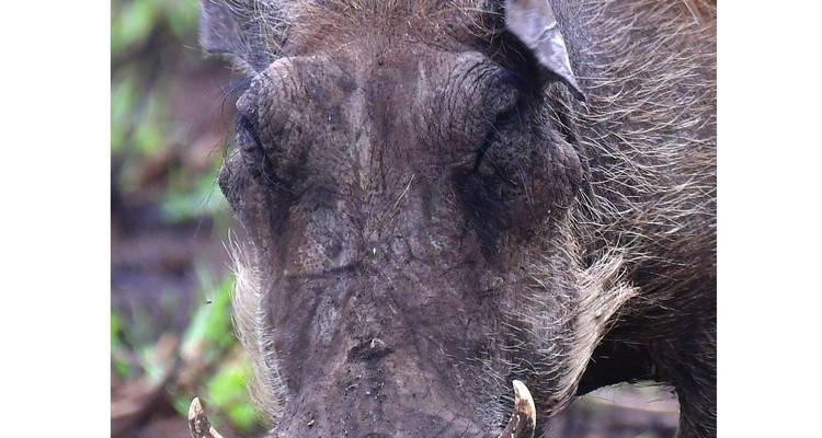 Close-up van een wrattenzwijn gezicht