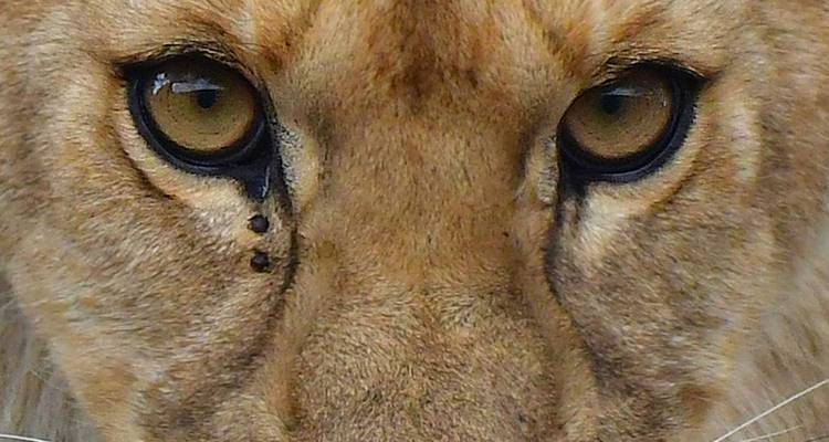 Close-up van het gezicht van een leeuw met focus op de ogen