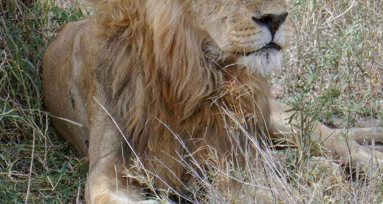 León descansando en las praderas.