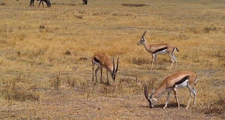 Safari en campamento de 4 días Tanzania secretos - Kilimanjaro Wonders Expedition Safari 2