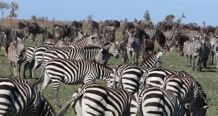 Safari en campamento de 4 días Tanzania secretos - Kilimanjaro Wonders Expedition Safari 6