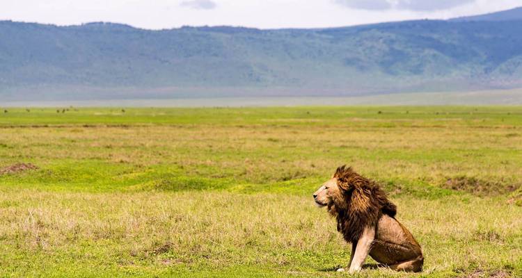 5 jours d'exploration de la Tanzanie - Kilimanjaro Wonders Expedition Safari 3