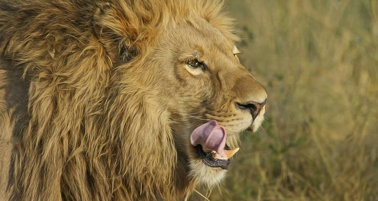 Tanzania Camping Safari (7-Days) - Kilimanjaro Wonders Expedition Safari 1