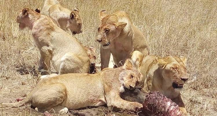 Tanzania Camping Safari (7-Days) - Kilimanjaro Wonders Expedition Safari 4