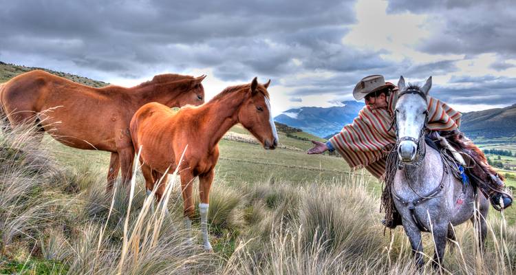 Ein Mann zu Pferd, der in einem grasbewachsenen Feld nach anderen Pferden greift.
