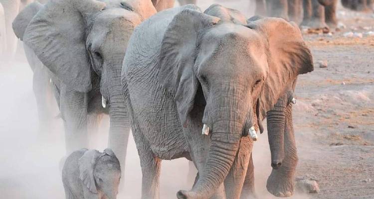 Safari de 5 días por la naturaleza - Kilimanjaro Wonders Expedition Safari 2