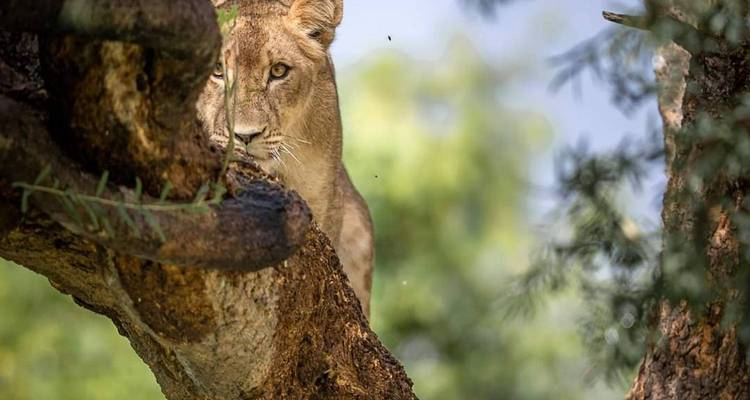 Safari de 5 días por la naturaleza - Kilimanjaro Wonders Expedition Safari 3