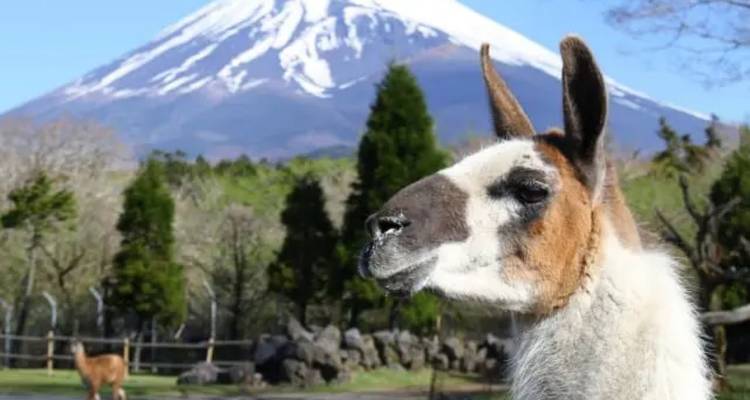 11 Días Descubriendo Japón con Niños de 6 a 12 Años (Guía y Conductor Privados) - UME Travel Co. Ltd 8