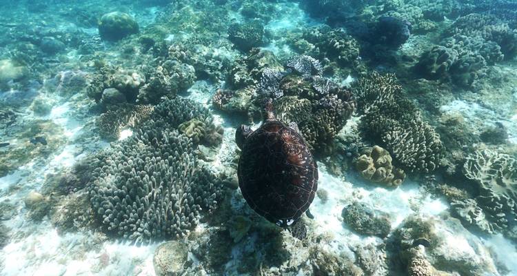 Aventure de 5 jours à Bohol et Siquijor - Abraham Tours Philippines 3