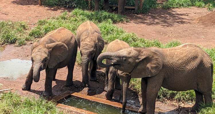 Experiencia de Safari en el Parque Nacional de Lusaka - Media Jornada - Lochinvar Safaris 6