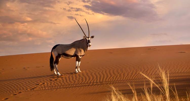 Sudáfrica y Namibia: Viaje por carretera por el desierto hacia los Cinco Grandes - journaway 1