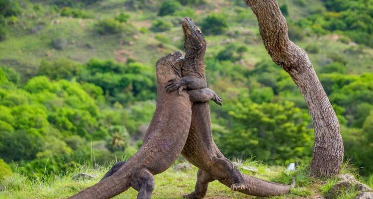 On Safari with Kangaroos and Dragons - DIAMIR Erlebnisreisen 6