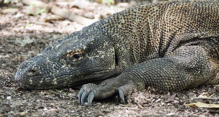 On Safari with Kangaroos and Dragons - DIAMIR Erlebnisreisen 10