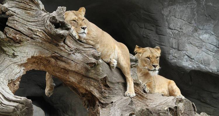 Safari personnalisé en Tanzanie, départ quotidien et aventure privée (6 jours) - Kilimanjaro Wonders Expedition Safari 3