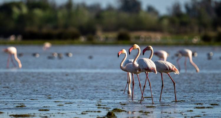Groep flamingo's wadend in serene wateren met meer vogels op de achtergrond.