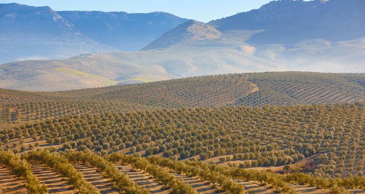Heuvelachtig landschap met rijen olijfgaarden onder een heldere blauwe lucht.