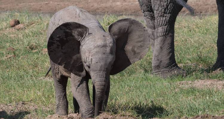10 jours d'excursion culturelle et de safari animalier en groupe mixte - Kilimanjaro Wonders Expedition Safari 4