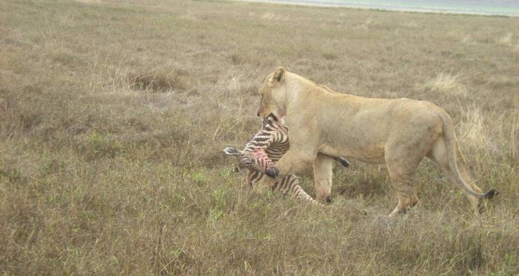 6 jours de safari en groupe dans le Serengeti - lodge classique - Kilimanjaro Wonders Expedition Safari 1