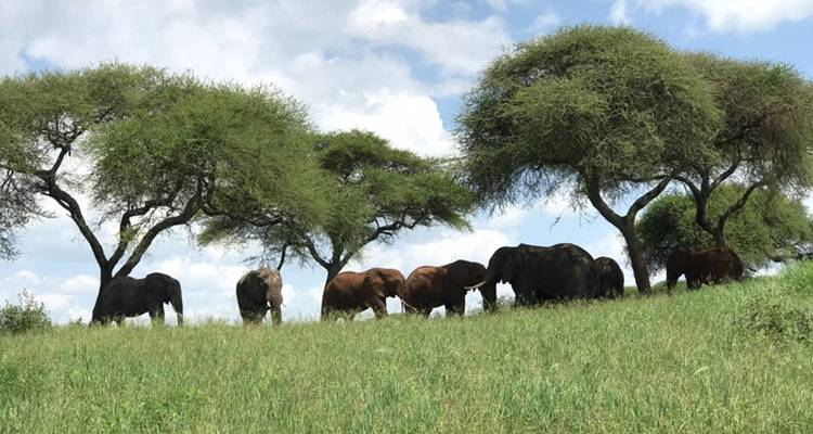 6 jours de safari en groupe dans le Serengeti - lodge classique - Kilimanjaro Wonders Expedition Safari 3