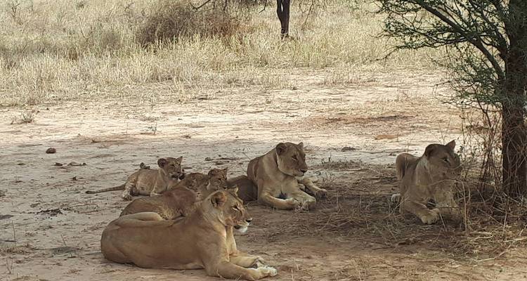 6 jours de safari en groupe dans le Serengeti - lodge classique - Kilimanjaro Wonders Expedition Safari 4