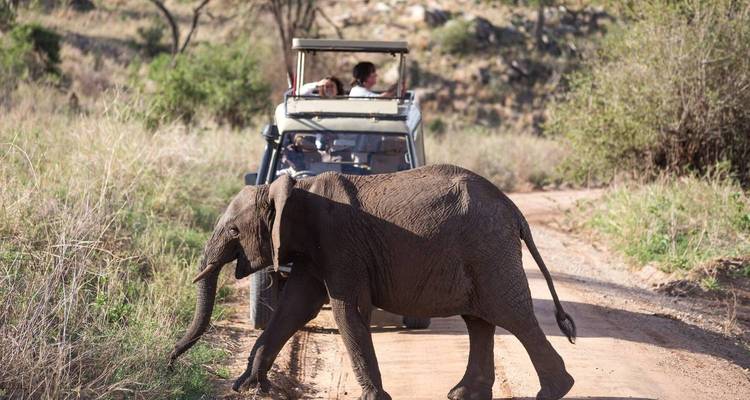 Elefant überquert eine unbefestigte Straße mit einem Safari-Fahrzeug im Hintergrund.