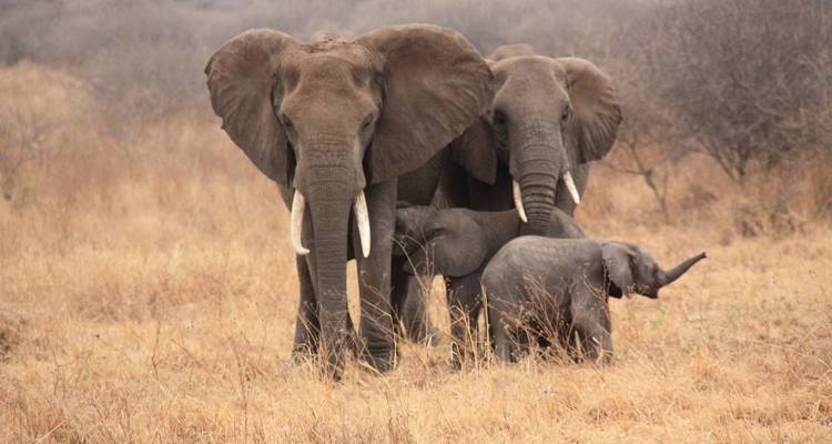 15 jours d'ascension du Kilimandjaro, de safari au Serengeti et de vacances à la plage à Zanzibar - Kilimanjaro Wonders Expedition Safari 6