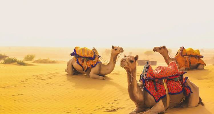 Geschmückte Kamele, die in der Wüstenlandschaft ruhen.