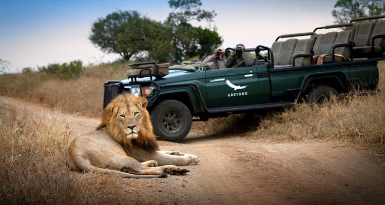 Lion se reposant sur un chemin de terre avec un véhicule de safari.