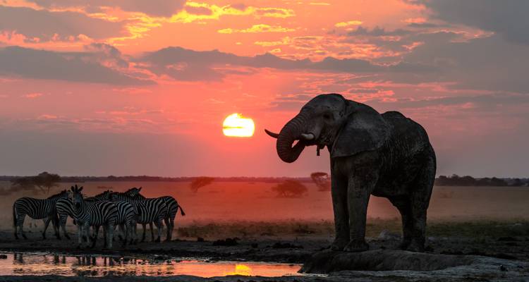 Silhouette d'éléphant et de zèbres contre un coucher de soleil vibrant.