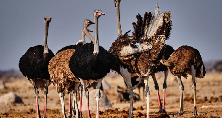 Groupe d'autruches debout dans un champ.