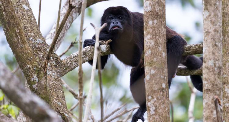 Desde Iquitos: Excursión de 4 Días de Aventura en la Selva Amazónica - Maniti Expeditions 6