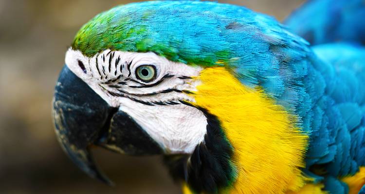 From Iquitos: 6-Day Amazon Jungle Camping Expedition - Maniti Expeditions 10