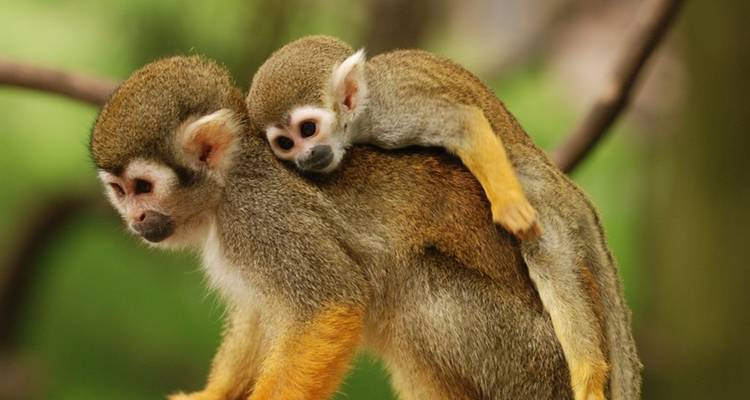 7 jours de camping dans la jungle amazonienne - Maniti Expeditions 1