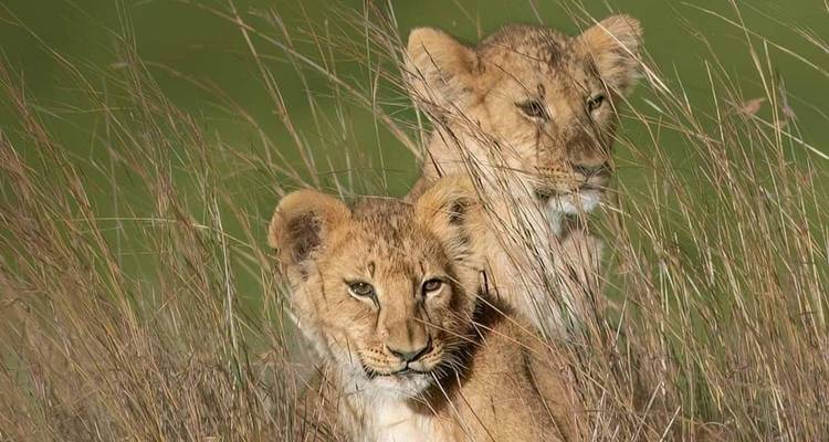 Zwei Löwenjunge verstecken sich im Gras, aufmerksam und ihre Umgebung beobachtend.