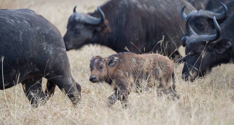 7 Days Tanzania Classic Safari - Kilimanjaro Wonders Expedition Safari 5
