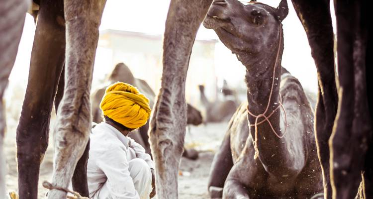 La foire de Pushkar : Une visite culturelle et patrimoniale - Vijay India Tours 1