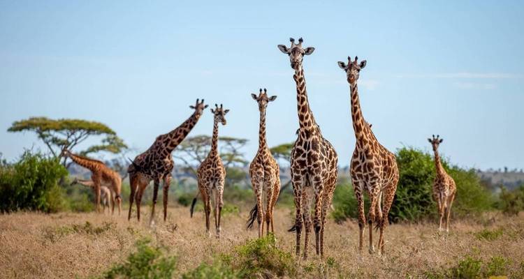 Eine Gruppe von Giraffen, die aufmerksam in der Savanne stehen.